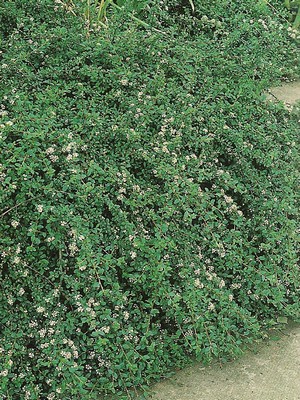 cotoneaster